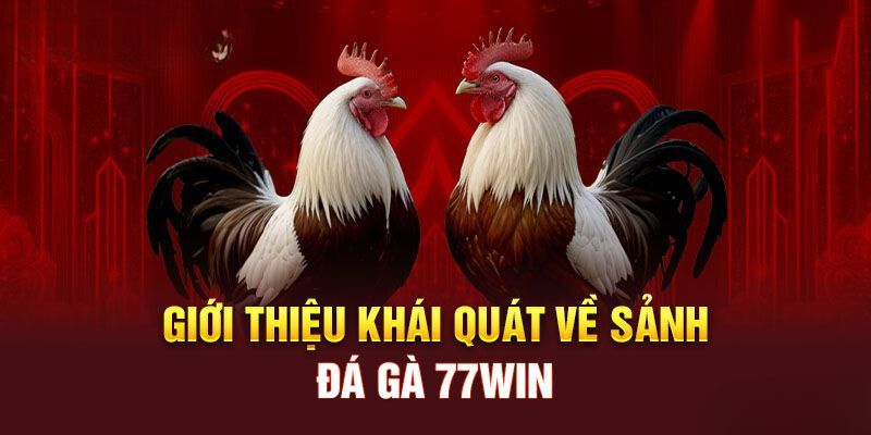 Khám phá thông tin cơ bản về sảnh đá gà 77Win